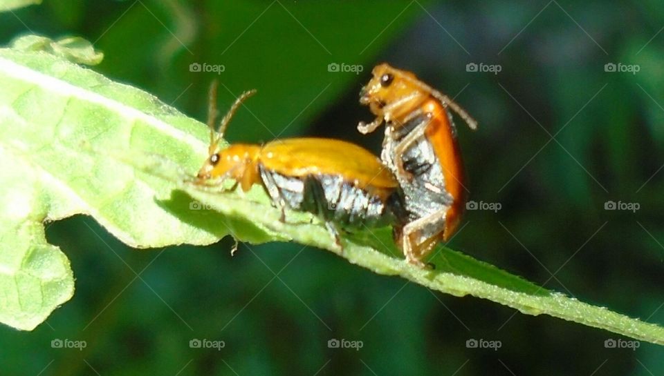 insect mate