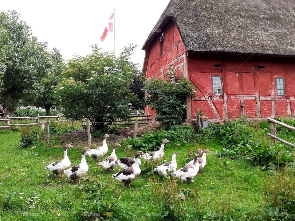 Danish ducks