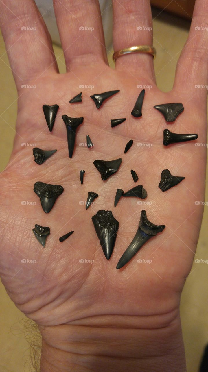 We found a new summer hobby on our last trip to Myrtle Beach--hunting fossilized shark teeth. It's not as easy as you might think!