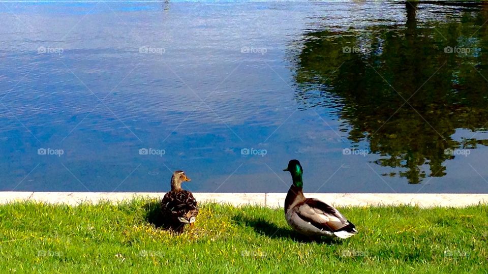 In love. A couple of ducks that won't leave each others side 