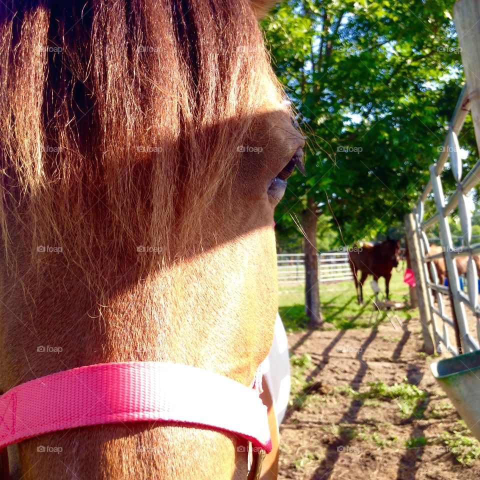 Calamity in her new pink halter❤️