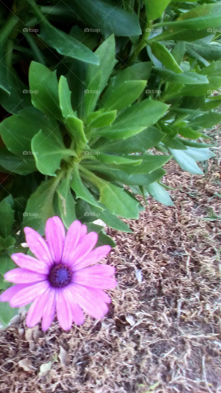 Flower