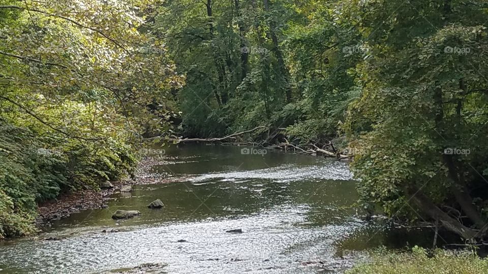 Water, River, Wood, Tree, Landscape