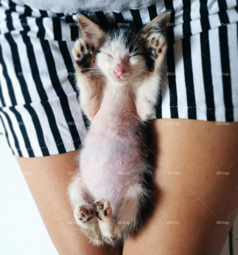 sleeping kitten on my lap