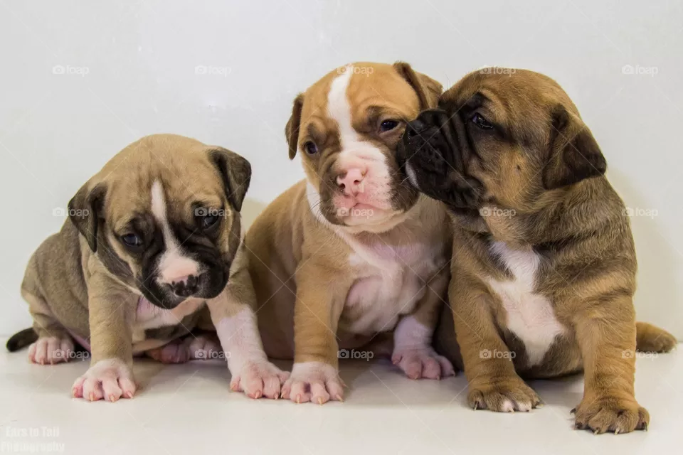 Puppies!