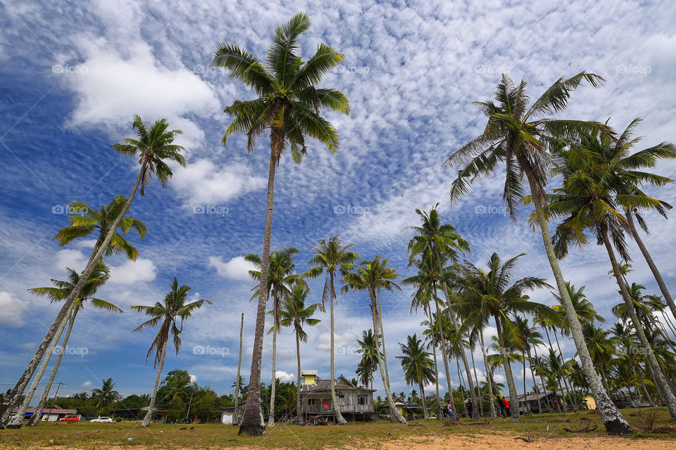 In The Village. Peaceful view of village in Terengganu with coconut trees and blue sky