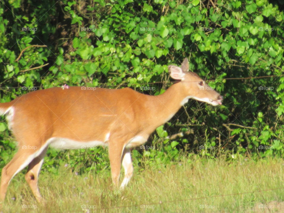 Deer, Mammal, Wildlife, No Person, Grass