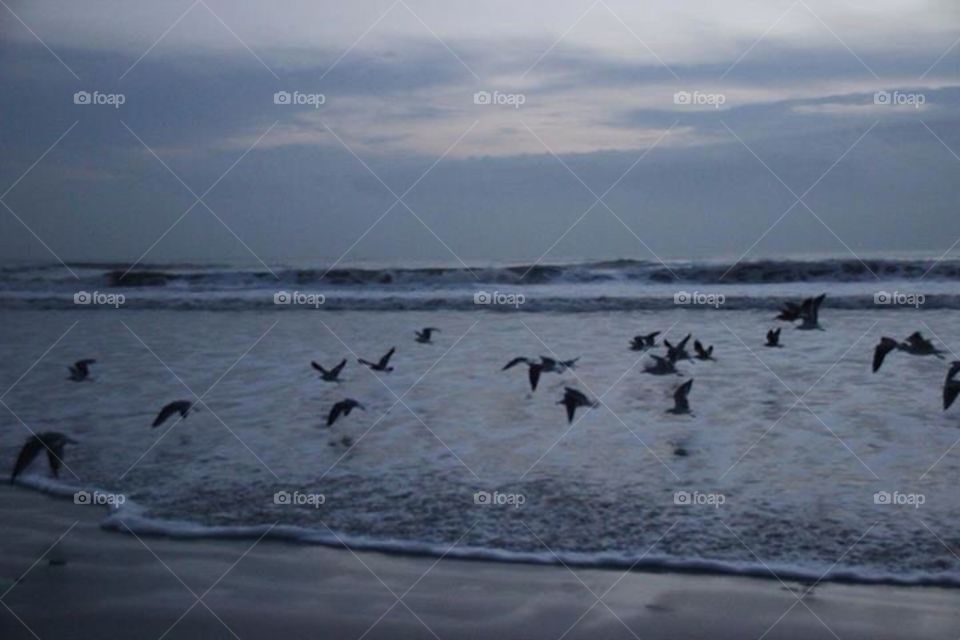 Bird, Water, No Person, Beach, Ocean