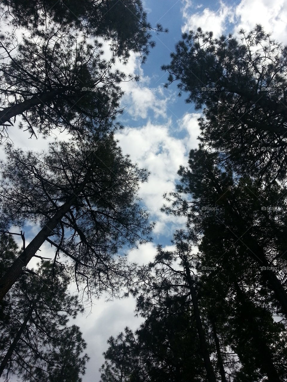 Pines.