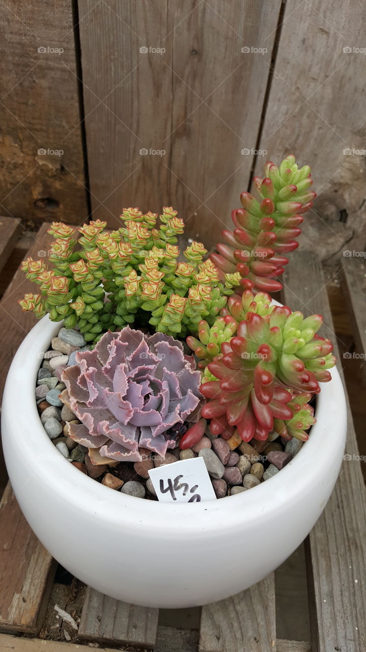 Blooming Succulents