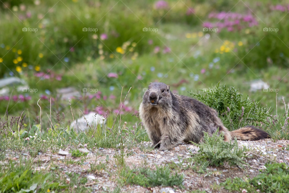 Meeting a wild marmot in the Alps