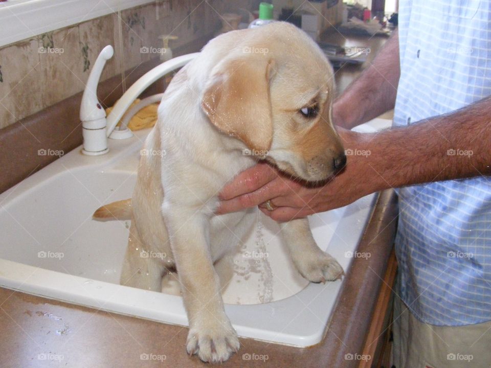 This yellow puppy looks embarrassed and won't look at the camera.