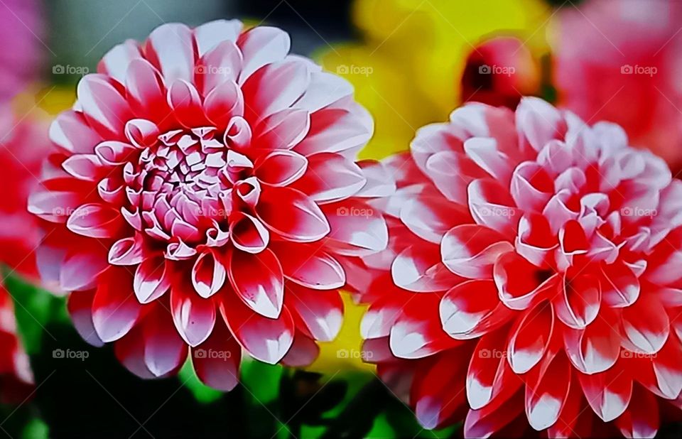 Flowers dahlia