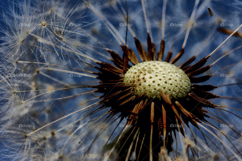 nature dandelion flower closeup by resnikoffdavid