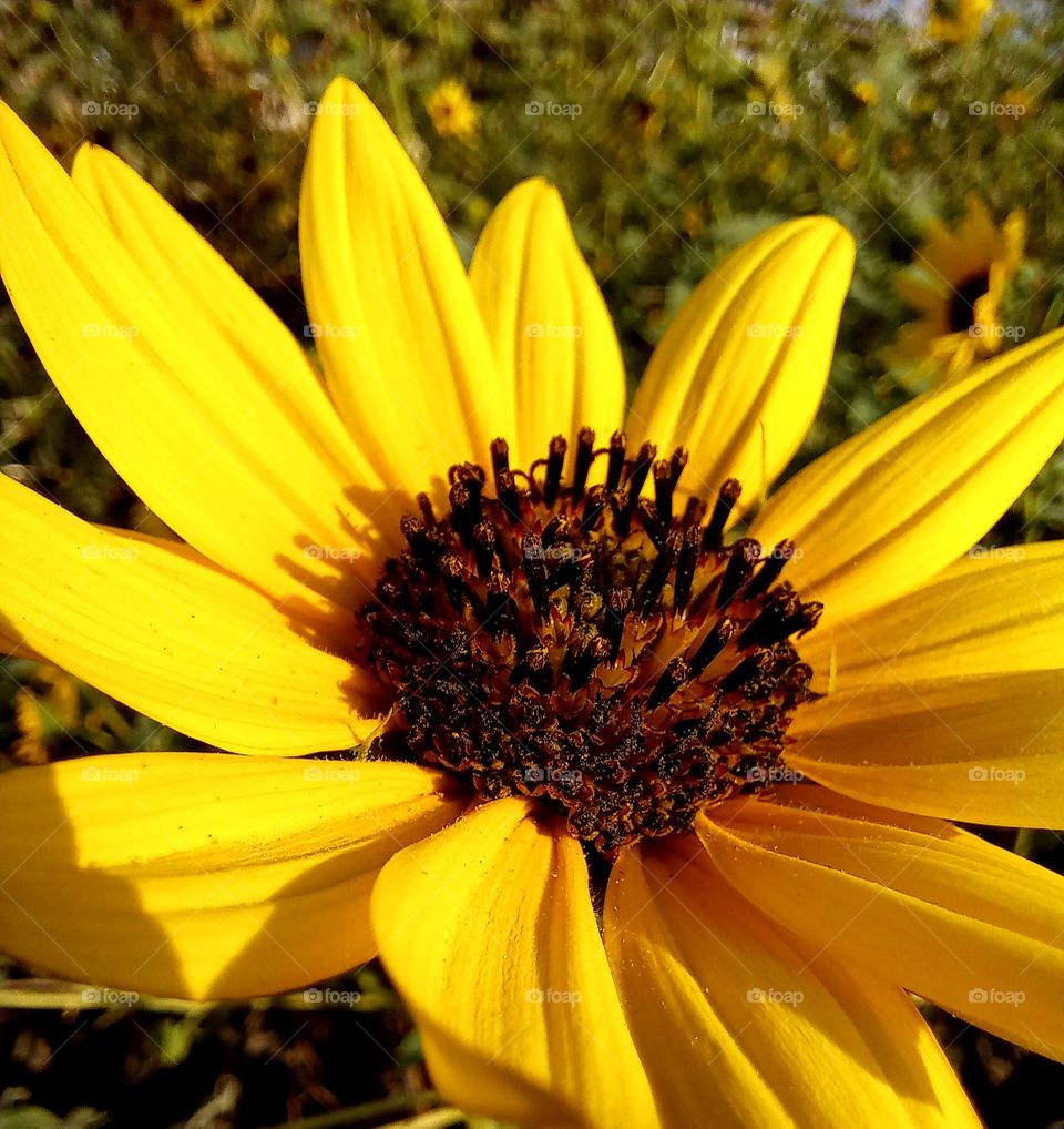 Helianthus petiolaris