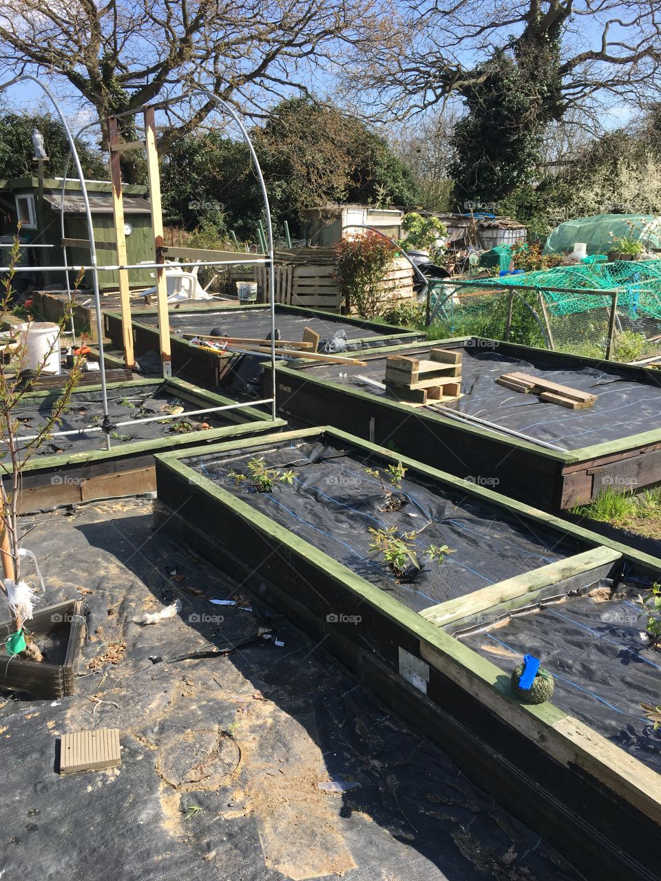 Getting allotment ready for growing