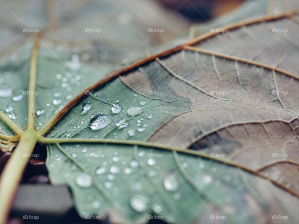 Wet maple leaf