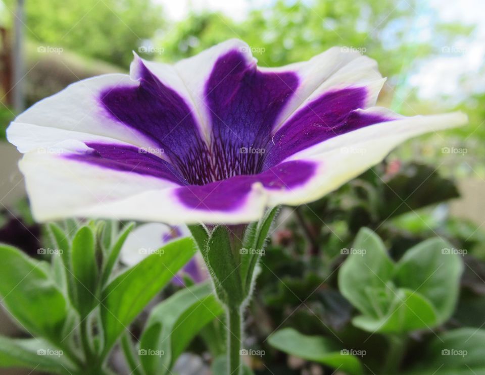 Purple and white petunia