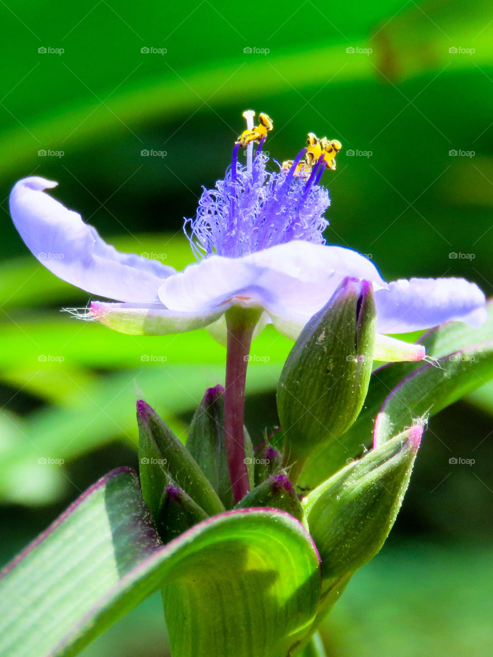 spiderwort