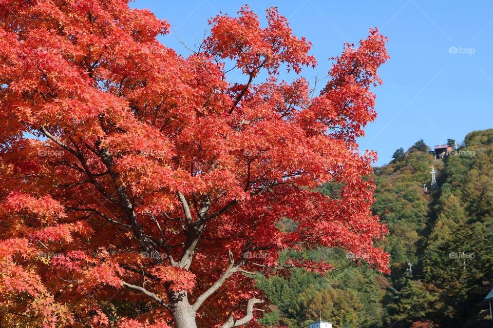 Japan trees