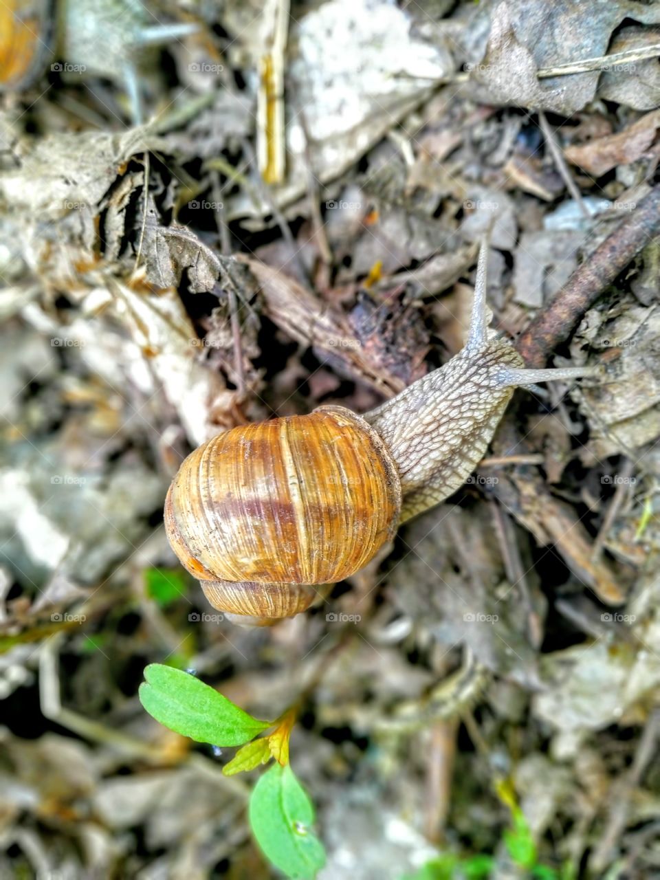 snail in the foliage