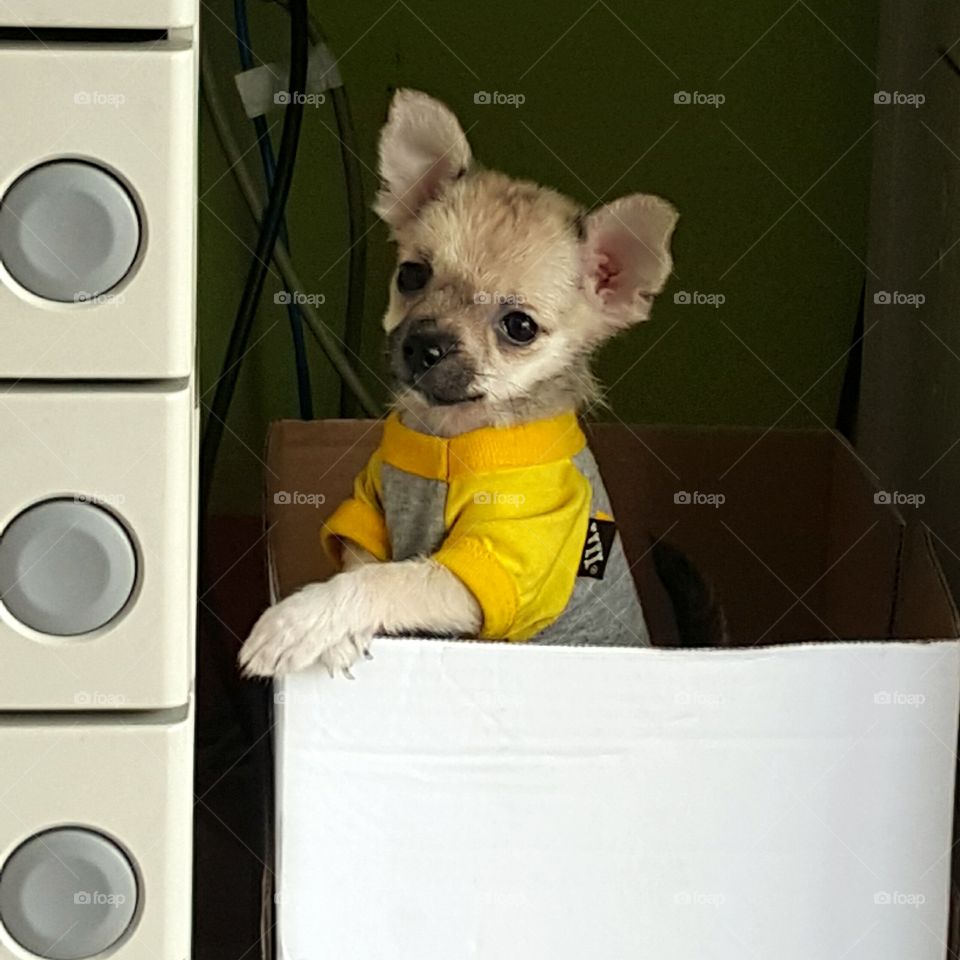 a dog in a box