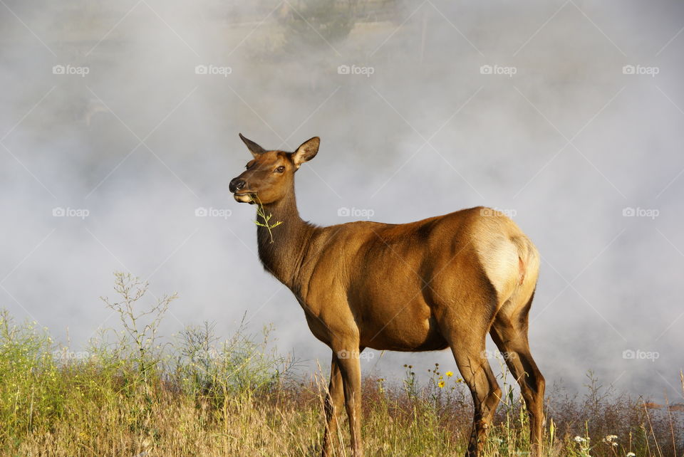 Close-up of elk eating grass