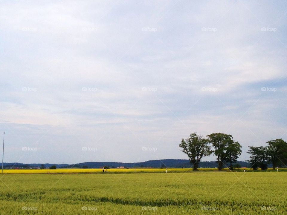 Rapeseed field against sky