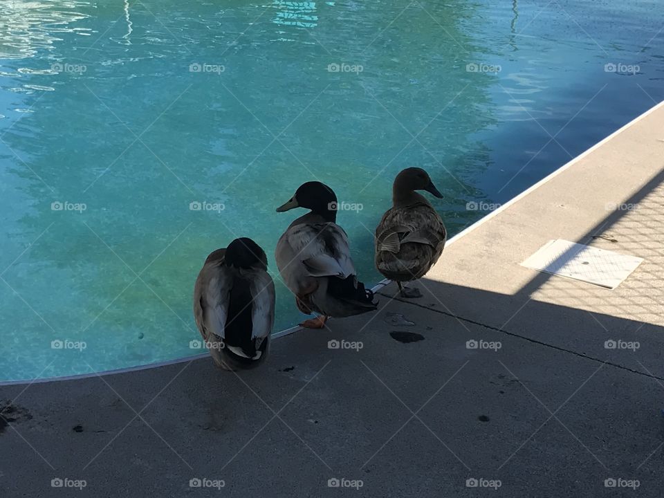 Ducks 