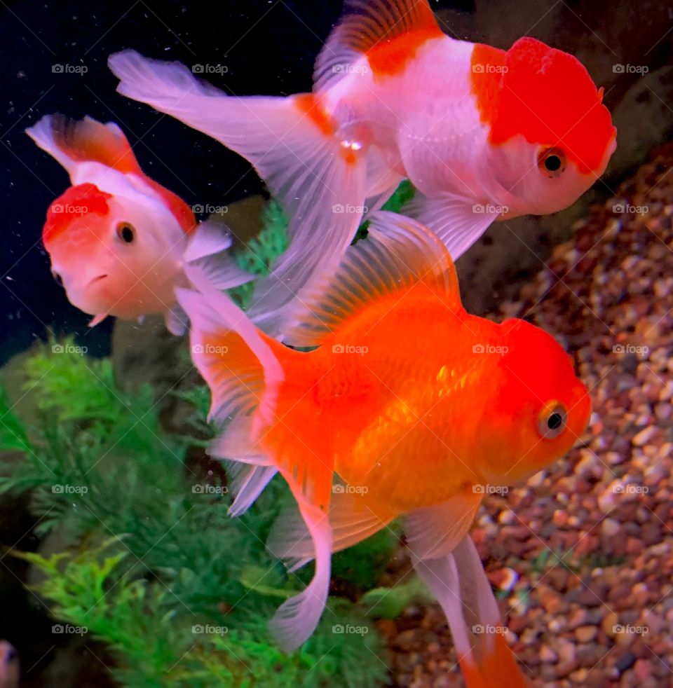 Three orange and white goldfish—taken in Hammond, Indiana 