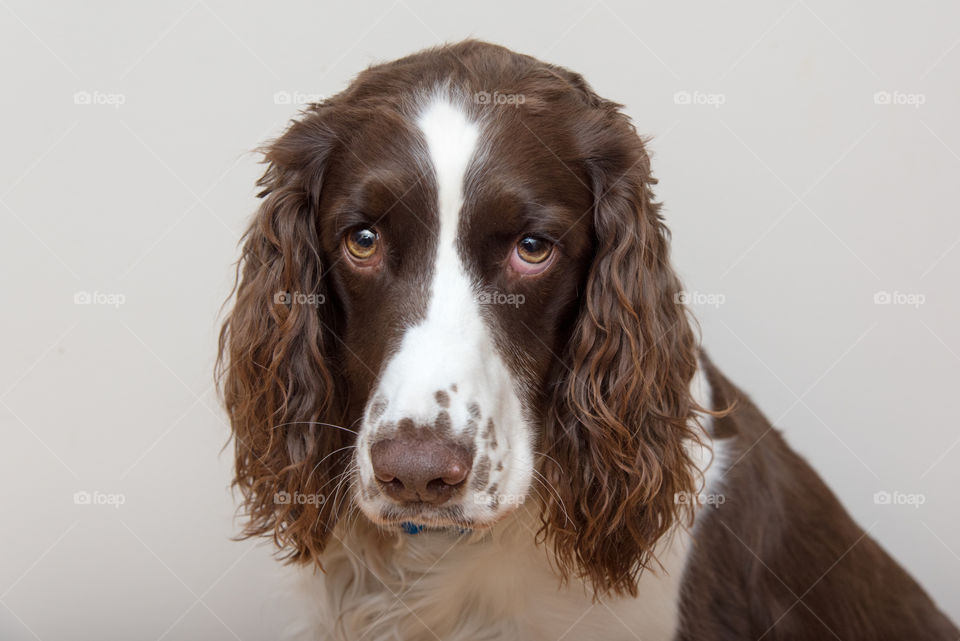 English Springer Spaniel 