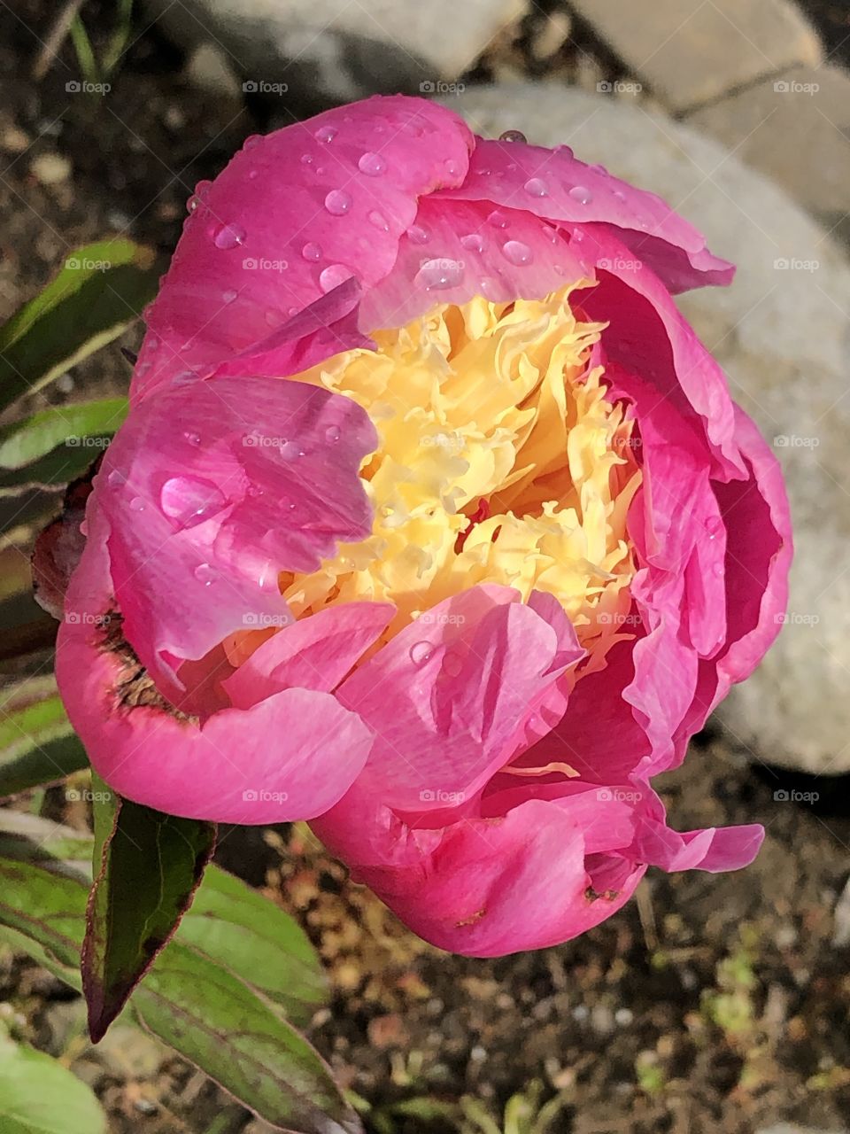 Peony after the storm