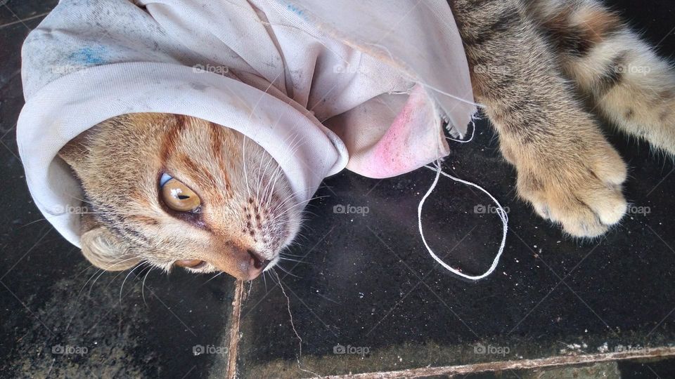 A cute kitten with a cloth on its head makes it adorable