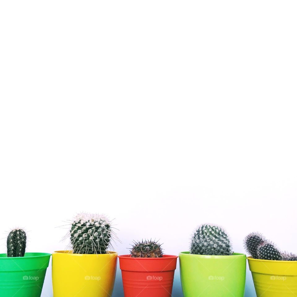 Succulent, cacti plants