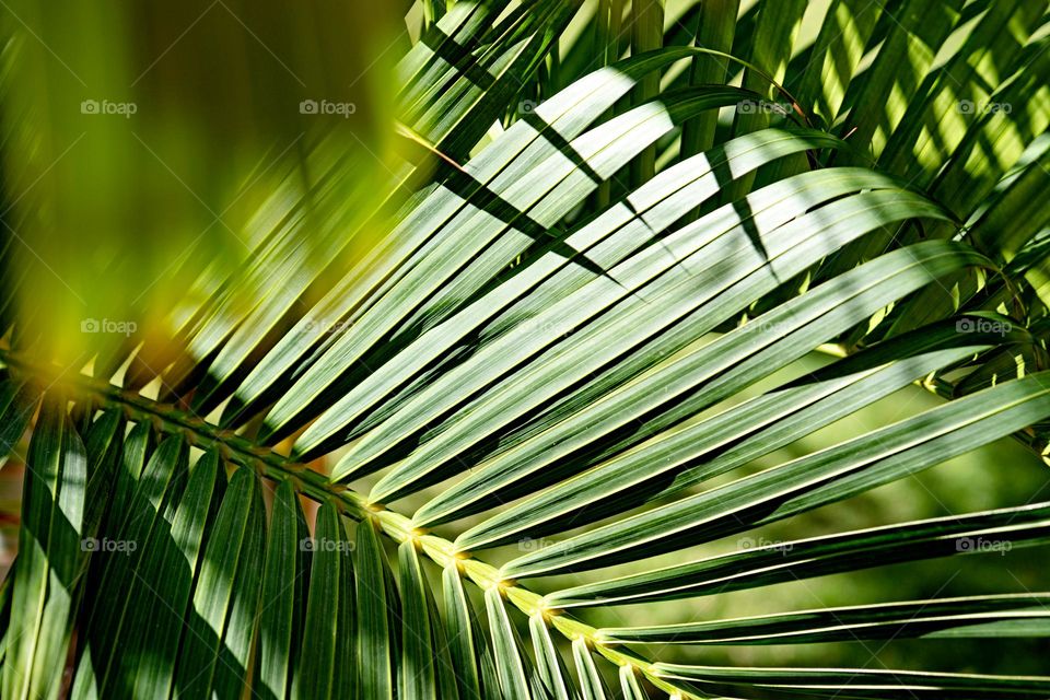 palm leaves