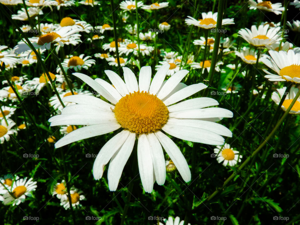 camonile. camomile