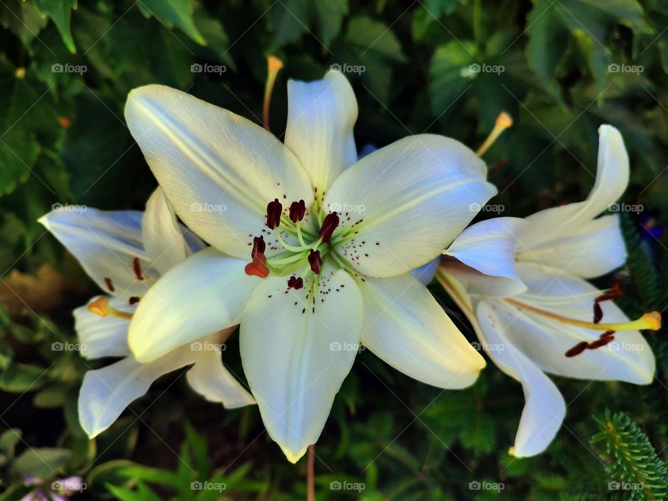 Macro photo of flower growing in the garden
