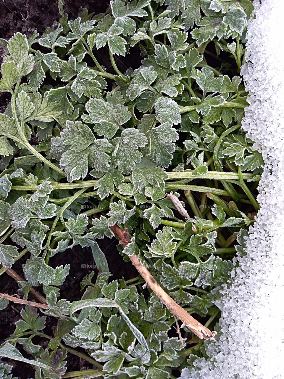frozen plant