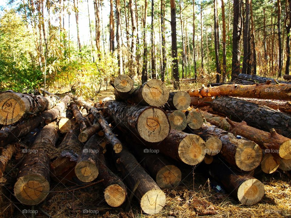 Forested, logs, sawn trees