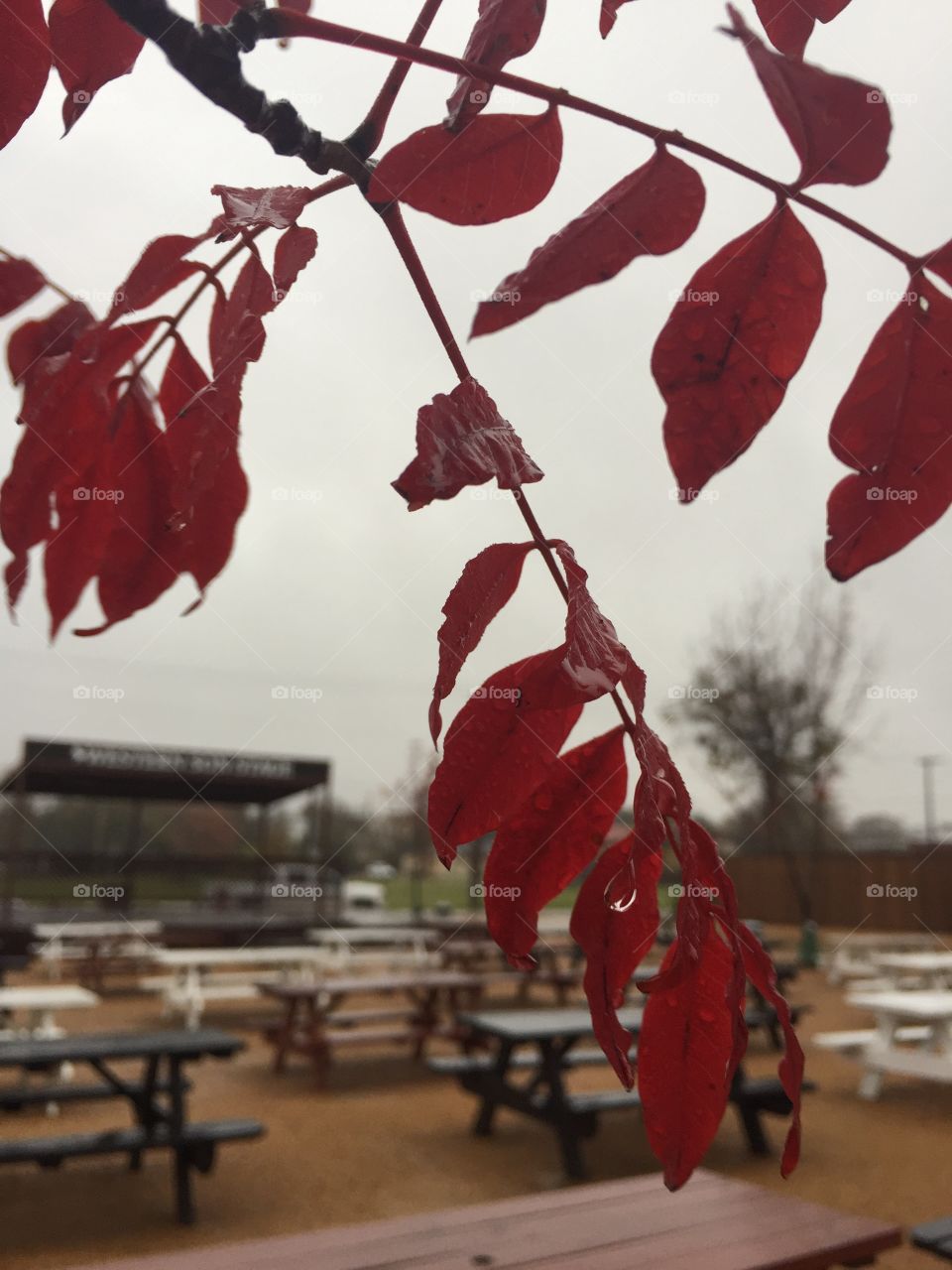  View from fall leaves