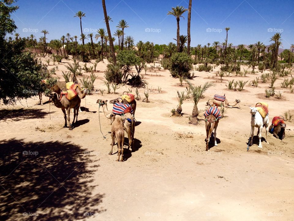 Camels in the desert outside of Marrakech
