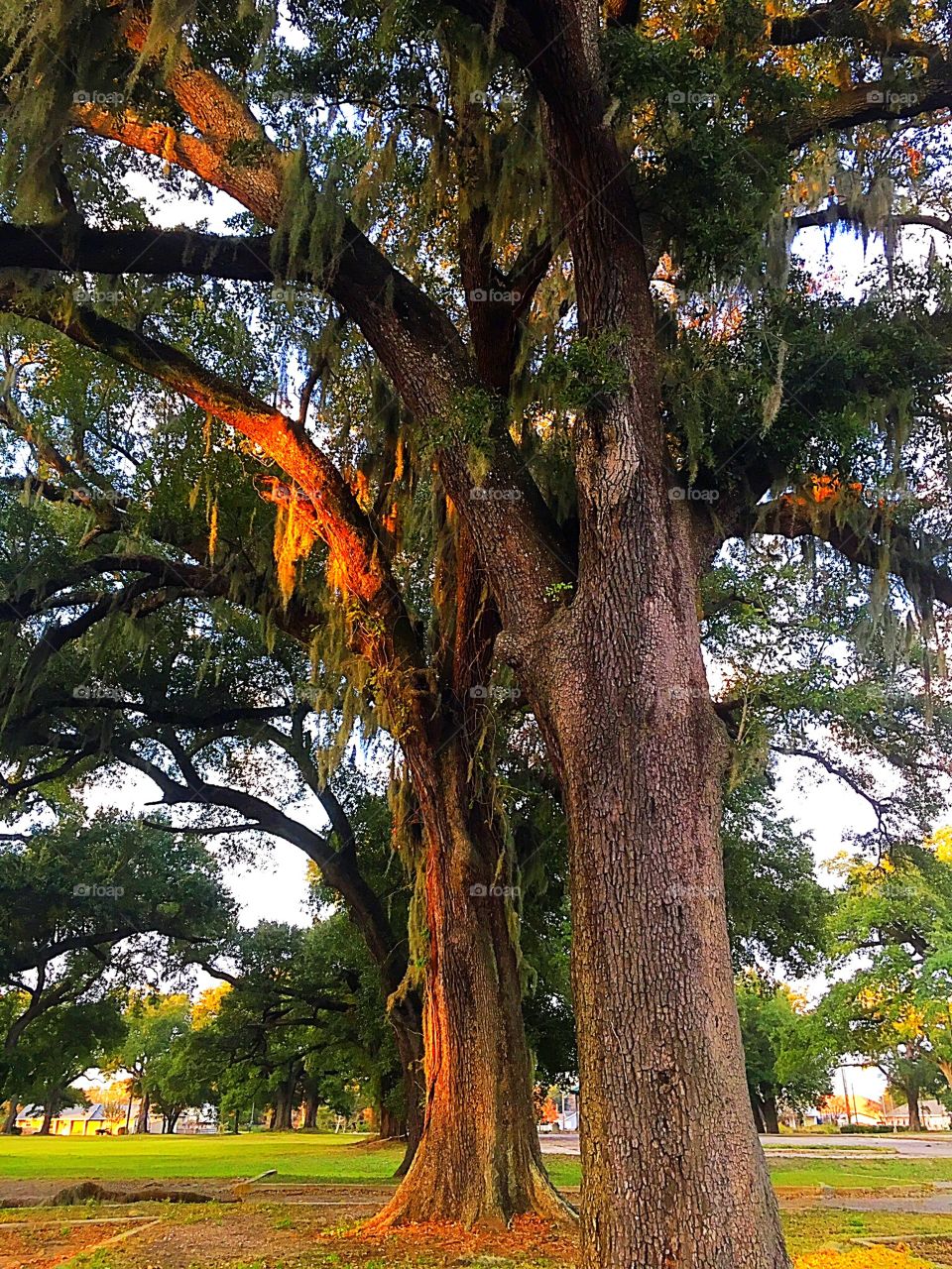 Oak trees in the south. 