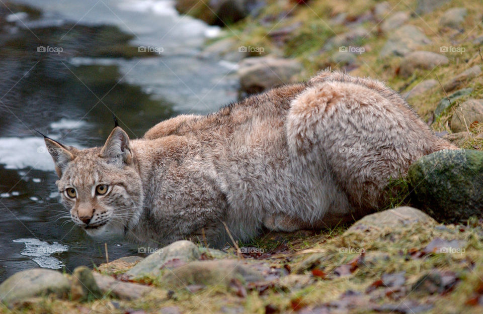 Lynx drinking water.