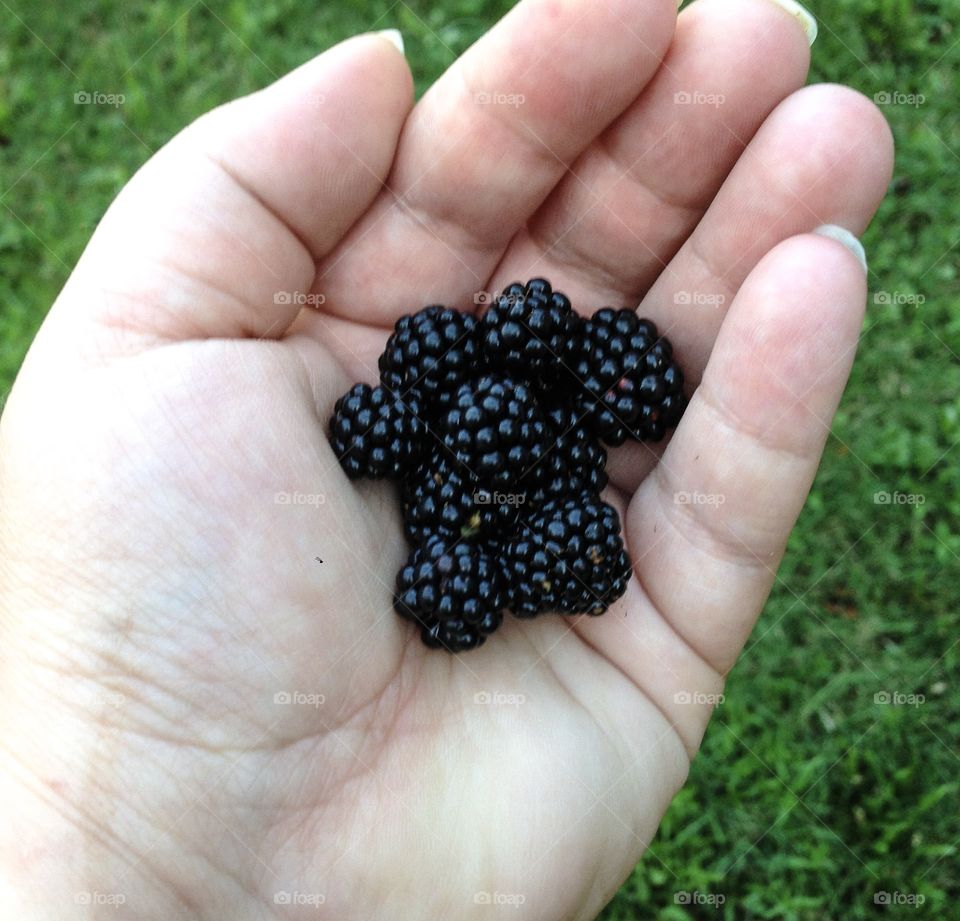 Wild blackberries growing in my backyard 