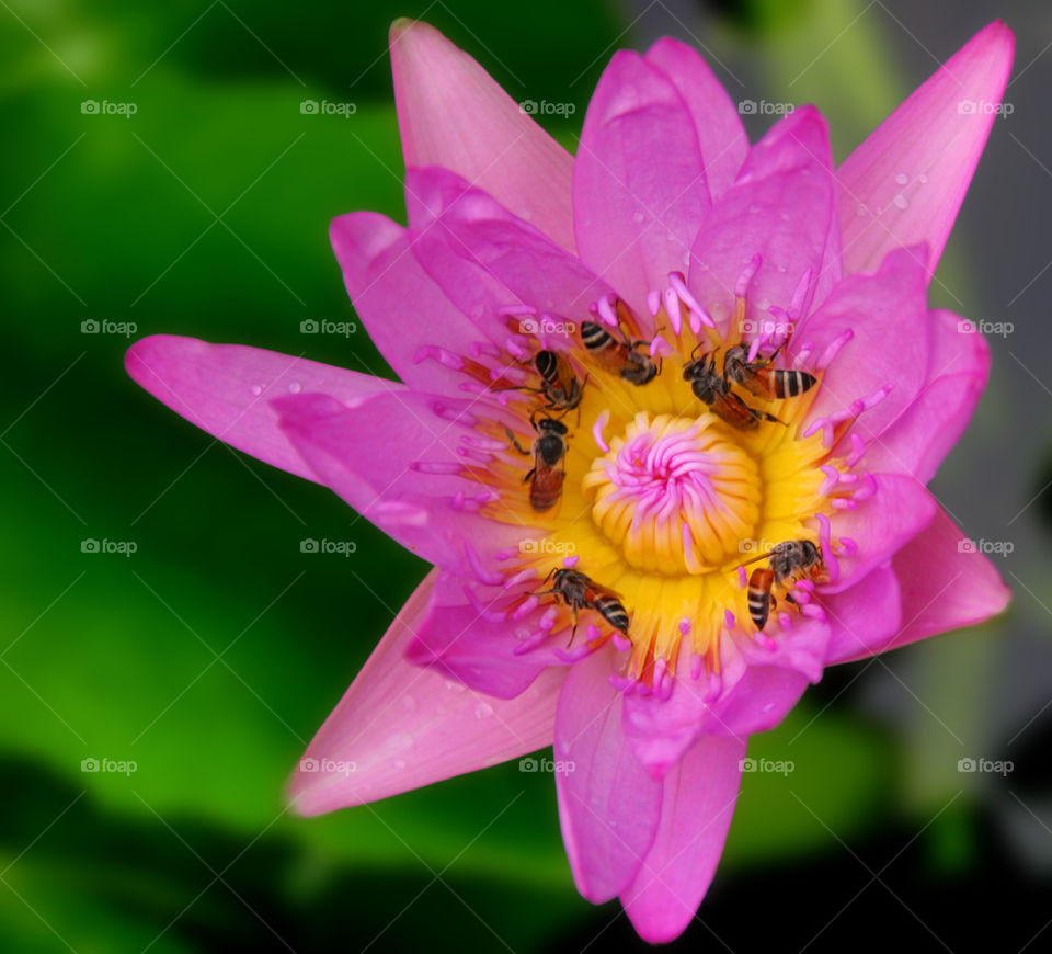 THE THAI LILLY FLOWER AND BEES BANGKOK, THAILAND