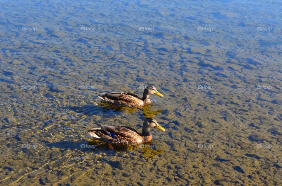 Two ducks in the lake