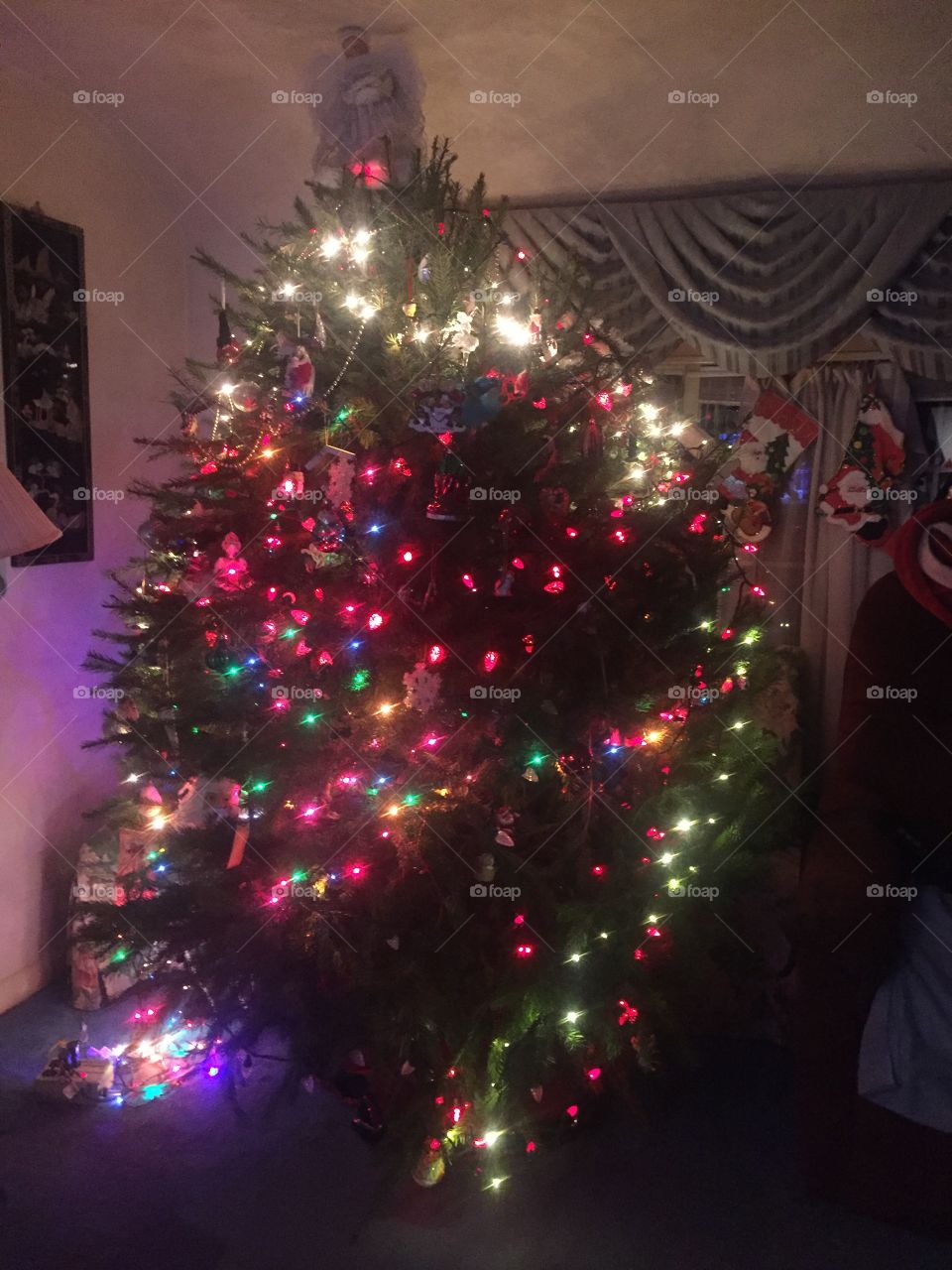 Christmas, Winter, Christmas Tree, Celebration, Pine