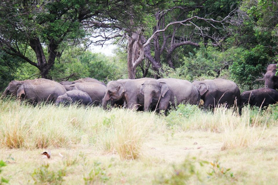 elephants sri lanaka