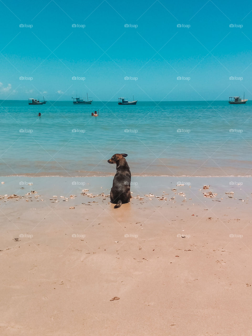 our dog admiring nature