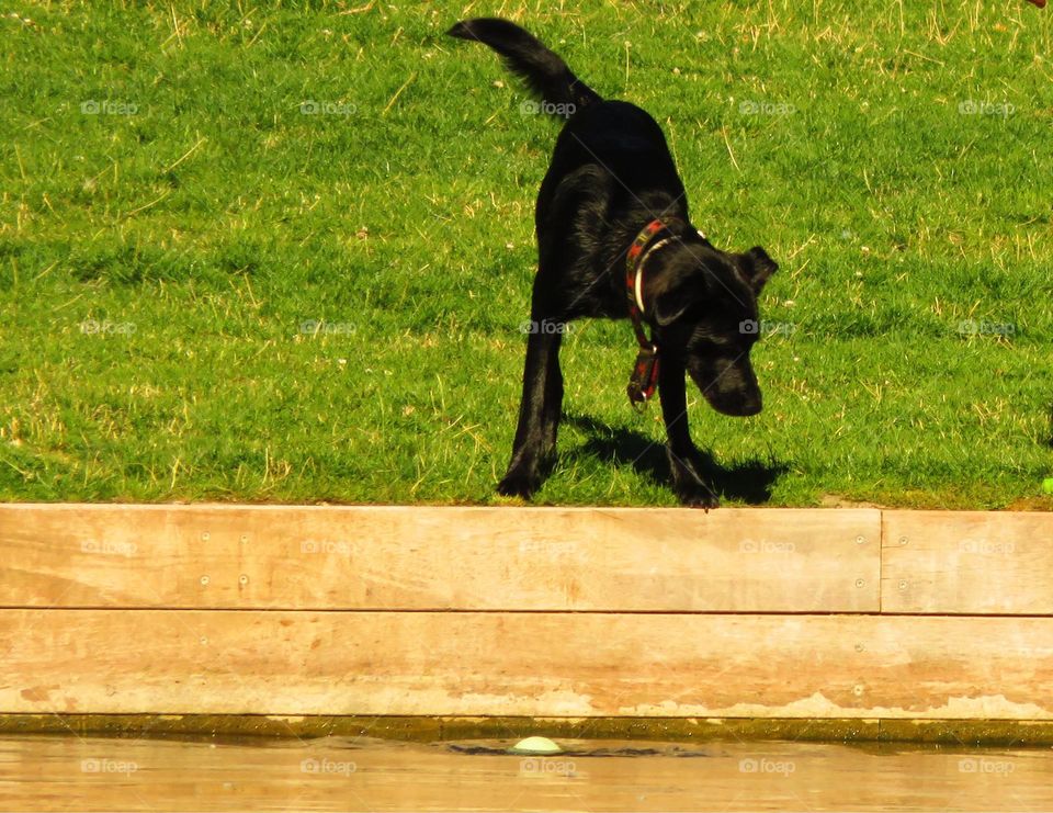 frolicking in the park